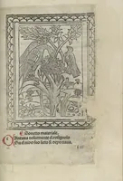 An illustration from Chosi falsa speranza ne martelia, non lassar mai lo certo per lo incerto, se non che del tuo proprio fie diserto (1487)