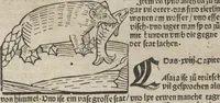 An illustration from Itinerarium (1484)