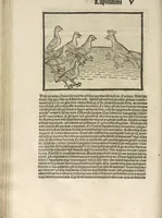 An illustration from Directorium humanae vite, alias Parabole antiquoru[m] sapientu[m] (1488)