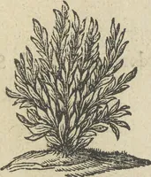 Picture 2 of 74 from Der Künstliche Ringer : oder dess Weyland Wolgeübeten und Berühmten Ring-Meisters Niclaus Petters Kurtze, jedoch Klare Unterweisung und Anleitung zu der Fürtrefflichen Ringe-Kunst: Daraus zulehrnen, evie man sich bey allerhand vorfallenden Schlägereyen fürsichtig beschützen, alle unredliche Anfälle ... abkehren, und seinem bosshafften Ansprenger Kunstgeschicklich begegnen könne (1674), leaf 6
