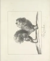 An illustration from Erste im Königreich Sachsen erschienene Sammlung artistischer Versuche im Steindrucke (1806)