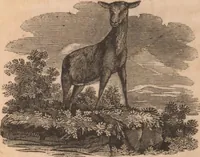 An illustration from The tales of Peter Parley about America : with engravings (1827)