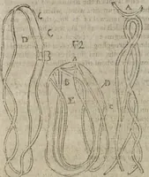 An illustration from Hocus pocus, or The whole art of legerdemain, in perfection : by which the meanest capacity may perform the whole without the help of a teacher : together with the use of all the instruments belonging thereto : to which is now added abundance of new and rare inventions (1795)