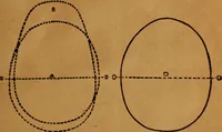 An illustration from Phrenology made easy (1894)