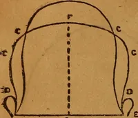 Picture 3 of 6 from Phrenology made easy (1894), leaf 24