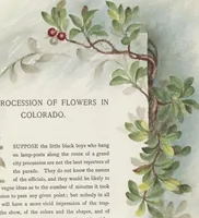 Picture 3 of 15 from The procession of flowers in Colorado (1888), leaf 19