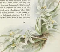 Picture 5 of 15 from The procession of flowers in Colorado (1888), leaf 25
