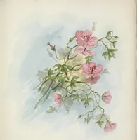 An illustration from The procession of flowers in Colorado (1888)