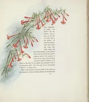 Picture 7 of 15 from The procession of flowers in Colorado (1888), leaf 33