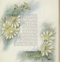 An illustration from The procession of flowers in Colorado (1888)