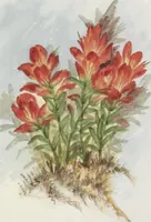 Picture 11 of 15 from The procession of flowers in Colorado (1888), leaf 41