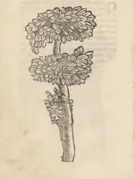 An illustration from Aggiunta alla quarta parte dell'Indie del sig. Giovanni Botero Benese : di mostri, & usanze di quelle parti, e di quei re con le sue figure al naturale (1623)