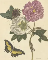 An illustration from Metamorphosis insectorum surinamensium. Ofte verandering der Surinaamsche insecten. Waar in de Surinaamsche rupsen en wormen met alle des zelfs veranderingen na het leven afgebeeld en beschreeven worden, zynde elk geplaast op die gewassen, bloemen en vruchten, daar sy op gevonden zyn; waar in ook de generatie der kikvorschen, wonderbaare padden, hagedissen, slangen, spinnen en mieren werden vertoond en beschreeven, alles in America na het leven en levensgroote geschildert en beschreeven (1705)