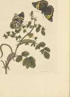 An illustration from Metamorphosis insectorum surinamensium. Ofte verandering der Surinaamsche insecten. Waar in de Surinaamsche rupsen en wormen met alle des zelfs veranderingen na het leven afgebeeld en beschreeven worden, zynde elk geplaast op die gewassen, bloemen en vruchten, daar sy op gevonden zyn; waar in ook de generatie der kikvorschen, wonderbaare padden, hagedissen, slangen, spinnen en mieren werden vertoond en beschreeven, alles in America na het leven en levensgroote geschildert en beschreeven (1705)