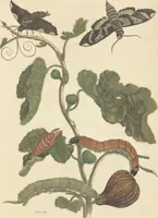 An illustration from Metamorphosis insectorum surinamensium. Ofte verandering der Surinaamsche insecten. Waar in de Surinaamsche rupsen en wormen met alle des zelfs veranderingen na het leven afgebeeld en beschreeven worden, zynde elk geplaast op die gewassen, bloemen en vruchten, daar sy op gevonden zyn; waar in ook de generatie der kikvorschen, wonderbaare padden, hagedissen, slangen, spinnen en mieren werden vertoond en beschreeven, alles in America na het leven en levensgroote geschildert en beschreeven (1705)