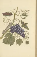 An illustration from Metamorphosis insectorum surinamensium. Ofte verandering der Surinaamsche insecten. Waar in de Surinaamsche rupsen en wormen met alle des zelfs veranderingen na het leven afgebeeld en beschreeven worden, zynde elk geplaast op die gewassen, bloemen en vruchten, daar sy op gevonden zyn; waar in ook de generatie der kikvorschen, wonderbaare padden, hagedissen, slangen, spinnen en mieren werden vertoond en beschreeven, alles in America na het leven en levensgroote geschildert en beschreeven (1705)