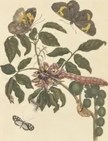 An illustration from Metamorphosis insectorum surinamensium. Ofte verandering der Surinaamsche insecten. Waar in de Surinaamsche rupsen en wormen met alle des zelfs veranderingen na het leven afgebeeld en beschreeven worden, zynde elk geplaast op die gewassen, bloemen en vruchten, daar sy op gevonden zyn; waar in ook de generatie der kikvorschen, wonderbaare padden, hagedissen, slangen, spinnen en mieren werden vertoond en beschreeven, alles in America na het leven en levensgroote geschildert en beschreeven (1705)