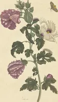 An illustration from Metamorphosis insectorum surinamensium. Ofte verandering der Surinaamsche insecten. Waar in de Surinaamsche rupsen en wormen met alle des zelfs veranderingen na het leven afgebeeld en beschreeven worden, zynde elk geplaast op die gewassen, bloemen en vruchten, daar sy op gevonden zyn; waar in ook de generatie der kikvorschen, wonderbaare padden, hagedissen, slangen, spinnen en mieren werden vertoond en beschreeven, alles in America na het leven en levensgroote geschildert en beschreeven (1705)