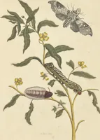 An illustration from Metamorphosis insectorum surinamensium. Ofte verandering der Surinaamsche insecten. Waar in de Surinaamsche rupsen en wormen met alle des zelfs veranderingen na het leven afgebeeld en beschreeven worden, zynde elk geplaast op die gewassen, bloemen en vruchten, daar sy op gevonden zyn; waar in ook de generatie der kikvorschen, wonderbaare padden, hagedissen, slangen, spinnen en mieren werden vertoond en beschreeven, alles in America na het leven en levensgroote geschildert en beschreeven (1705)