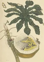 An illustration from Metamorphosis insectorum surinamensium. Ofte verandering der Surinaamsche insecten. Waar in de Surinaamsche rupsen en wormen met alle des zelfs veranderingen na het leven afgebeeld en beschreeven worden, zynde elk geplaast op die gewassen, bloemen en vruchten, daar sy op gevonden zyn; waar in ook de generatie der kikvorschen, wonderbaare padden, hagedissen, slangen, spinnen en mieren werden vertoond en beschreeven, alles in America na het leven en levensgroote geschildert en beschreeven (1705)