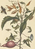 An illustration from Metamorphosis insectorum surinamensium. Ofte verandering der Surinaamsche insecten. Waar in de Surinaamsche rupsen en wormen met alle des zelfs veranderingen na het leven afgebeeld en beschreeven worden, zynde elk geplaast op die gewassen, bloemen en vruchten, daar sy op gevonden zyn; waar in ook de generatie der kikvorschen, wonderbaare padden, hagedissen, slangen, spinnen en mieren werden vertoond en beschreeven, alles in America na het leven en levensgroote geschildert en beschreeven (1705)