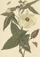 An illustration from Metamorphosis insectorum surinamensium. Ofte verandering der Surinaamsche insecten. Waar in de Surinaamsche rupsen en wormen met alle des zelfs veranderingen na het leven afgebeeld en beschreeven worden, zynde elk geplaast op die gewassen, bloemen en vruchten, daar sy op gevonden zyn; waar in ook de generatie der kikvorschen, wonderbaare padden, hagedissen, slangen, spinnen en mieren werden vertoond en beschreeven, alles in America na het leven en levensgroote geschildert en beschreeven (1705)