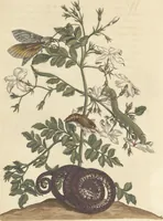 An illustration from Metamorphosis insectorum surinamensium. Ofte verandering der Surinaamsche insecten. Waar in de Surinaamsche rupsen en wormen met alle des zelfs veranderingen na het leven afgebeeld en beschreeven worden, zynde elk geplaast op die gewassen, bloemen en vruchten, daar sy op gevonden zyn; waar in ook de generatie der kikvorschen, wonderbaare padden, hagedissen, slangen, spinnen en mieren werden vertoond en beschreeven, alles in America na het leven en levensgroote geschildert en beschreeven (1705)