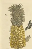 An illustration from Metamorphosis insectorum surinamensium. Ofte verandering der Surinaamsche insecten. Waar in de Surinaamsche rupsen en wormen met alle des zelfs veranderingen na het leven afgebeeld en beschreeven worden, zynde elk geplaast op die gewassen, bloemen en vruchten, daar sy op gevonden zyn; waar in ook de generatie der kikvorschen, wonderbaare padden, hagedissen, slangen, spinnen en mieren werden vertoond en beschreeven, alles in America na het leven en levensgroote geschildert en beschreeven (1705)