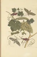 An illustration from Metamorphosis insectorum surinamensium. Ofte verandering der Surinaamsche insecten. Waar in de Surinaamsche rupsen en wormen met alle des zelfs veranderingen na het leven afgebeeld en beschreeven worden, zynde elk geplaast op die gewassen, bloemen en vruchten, daar sy op gevonden zyn; waar in ook de generatie der kikvorschen, wonderbaare padden, hagedissen, slangen, spinnen en mieren werden vertoond en beschreeven, alles in America na het leven en levensgroote geschildert en beschreeven (1705)