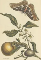 An illustration from Metamorphosis insectorum surinamensium. Ofte verandering der Surinaamsche insecten. Waar in de Surinaamsche rupsen en wormen met alle des zelfs veranderingen na het leven afgebeeld en beschreeven worden, zynde elk geplaast op die gewassen, bloemen en vruchten, daar sy op gevonden zyn; waar in ook de generatie der kikvorschen, wonderbaare padden, hagedissen, slangen, spinnen en mieren werden vertoond en beschreeven, alles in America na het leven en levensgroote geschildert en beschreeven (1705)