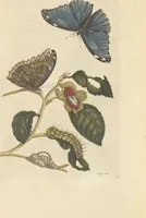 An illustration from Metamorphosis insectorum surinamensium. Ofte verandering der Surinaamsche insecten. Waar in de Surinaamsche rupsen en wormen met alle des zelfs veranderingen na het leven afgebeeld en beschreeven worden, zynde elk geplaast op die gewassen, bloemen en vruchten, daar sy op gevonden zyn; waar in ook de generatie der kikvorschen, wonderbaare padden, hagedissen, slangen, spinnen en mieren werden vertoond en beschreeven, alles in America na het leven en levensgroote geschildert en beschreeven (1705)