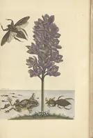 An illustration from Metamorphosis insectorum surinamensium. Ofte verandering der Surinaamsche insecten. Waar in de Surinaamsche rupsen en wormen met alle des zelfs veranderingen na het leven afgebeeld en beschreeven worden, zynde elk geplaast op die gewassen, bloemen en vruchten, daar sy op gevonden zyn; waar in ook de generatie der kikvorschen, wonderbaare padden, hagedissen, slangen, spinnen en mieren werden vertoond en beschreeven, alles in America na het leven en levensgroote geschildert en beschreeven (1705)