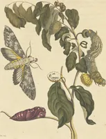 An illustration from Metamorphosis insectorum surinamensium. Ofte verandering der Surinaamsche insecten. Waar in de Surinaamsche rupsen en wormen met alle des zelfs veranderingen na het leven afgebeeld en beschreeven worden, zynde elk geplaast op die gewassen, bloemen en vruchten, daar sy op gevonden zyn; waar in ook de generatie der kikvorschen, wonderbaare padden, hagedissen, slangen, spinnen en mieren werden vertoond en beschreeven, alles in America na het leven en levensgroote geschildert en beschreeven (1705)