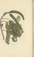 An illustration from Metamorphosis insectorum surinamensium. Ofte verandering der Surinaamsche insecten. Waar in de Surinaamsche rupsen en wormen met alle des zelfs veranderingen na het leven afgebeeld en beschreeven worden, zynde elk geplaast op die gewassen, bloemen en vruchten, daar sy op gevonden zyn; waar in ook de generatie der kikvorschen, wonderbaare padden, hagedissen, slangen, spinnen en mieren werden vertoond en beschreeven, alles in America na het leven en levensgroote geschildert en beschreeven (1705)