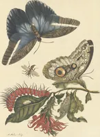 An illustration from Metamorphosis insectorum surinamensium. Ofte verandering der Surinaamsche insecten. Waar in de Surinaamsche rupsen en wormen met alle des zelfs veranderingen na het leven afgebeeld en beschreeven worden, zynde elk geplaast op die gewassen, bloemen en vruchten, daar sy op gevonden zyn; waar in ook de generatie der kikvorschen, wonderbaare padden, hagedissen, slangen, spinnen en mieren werden vertoond en beschreeven, alles in America na het leven en levensgroote geschildert en beschreeven (1705)