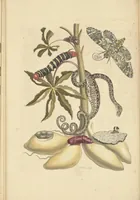 An illustration from Metamorphosis insectorum surinamensium. Ofte verandering der Surinaamsche insecten. Waar in de Surinaamsche rupsen en wormen met alle des zelfs veranderingen na het leven afgebeeld en beschreeven worden, zynde elk geplaast op die gewassen, bloemen en vruchten, daar sy op gevonden zyn; waar in ook de generatie der kikvorschen, wonderbaare padden, hagedissen, slangen, spinnen en mieren werden vertoond en beschreeven, alles in America na het leven en levensgroote geschildert en beschreeven (1705)