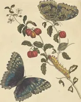 An illustration from Metamorphosis insectorum surinamensium. Ofte verandering der Surinaamsche insecten. Waar in de Surinaamsche rupsen en wormen met alle des zelfs veranderingen na het leven afgebeeld en beschreeven worden, zynde elk geplaast op die gewassen, bloemen en vruchten, daar sy op gevonden zyn; waar in ook de generatie der kikvorschen, wonderbaare padden, hagedissen, slangen, spinnen en mieren werden vertoond en beschreeven, alles in America na het leven en levensgroote geschildert en beschreeven (1705)