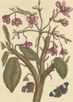An illustration from Metamorphosis insectorum surinamensium. Ofte verandering der Surinaamsche insecten. Waar in de Surinaamsche rupsen en wormen met alle des zelfs veranderingen na het leven afgebeeld en beschreeven worden, zynde elk geplaast op die gewassen, bloemen en vruchten, daar sy op gevonden zyn; waar in ook de generatie der kikvorschen, wonderbaare padden, hagedissen, slangen, spinnen en mieren werden vertoond en beschreeven, alles in America na het leven en levensgroote geschildert en beschreeven (1705)