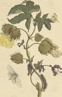 An illustration from Metamorphosis insectorum surinamensium. Ofte verandering der Surinaamsche insecten. Waar in de Surinaamsche rupsen en wormen met alle des zelfs veranderingen na het leven afgebeeld en beschreeven worden, zynde elk geplaast op die gewassen, bloemen en vruchten, daar sy op gevonden zyn; waar in ook de generatie der kikvorschen, wonderbaare padden, hagedissen, slangen, spinnen en mieren werden vertoond en beschreeven, alles in America na het leven en levensgroote geschildert en beschreeven (1705)