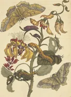 An illustration from Metamorphosis insectorum surinamensium. Ofte verandering der Surinaamsche insecten. Waar in de Surinaamsche rupsen en wormen met alle des zelfs veranderingen na het leven afgebeeld en beschreeven worden, zynde elk geplaast op die gewassen, bloemen en vruchten, daar sy op gevonden zyn; waar in ook de generatie der kikvorschen, wonderbaare padden, hagedissen, slangen, spinnen en mieren werden vertoond en beschreeven, alles in America na het leven en levensgroote geschildert en beschreeven (1705)