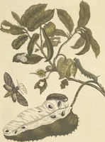 An illustration from Metamorphosis insectorum surinamensium. Ofte verandering der Surinaamsche insecten. Waar in de Surinaamsche rupsen en wormen met alle des zelfs veranderingen na het leven afgebeeld en beschreeven worden, zynde elk geplaast op die gewassen, bloemen en vruchten, daar sy op gevonden zyn; waar in ook de generatie der kikvorschen, wonderbaare padden, hagedissen, slangen, spinnen en mieren werden vertoond en beschreeven, alles in America na het leven en levensgroote geschildert en beschreeven (1705)