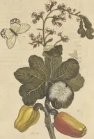 An illustration from Metamorphosis insectorum surinamensium. Ofte verandering der Surinaamsche insecten. Waar in de Surinaamsche rupsen en wormen met alle des zelfs veranderingen na het leven afgebeeld en beschreeven worden, zynde elk geplaast op die gewassen, bloemen en vruchten, daar sy op gevonden zyn; waar in ook de generatie der kikvorschen, wonderbaare padden, hagedissen, slangen, spinnen en mieren werden vertoond en beschreeven, alles in America na het leven en levensgroote geschildert en beschreeven (1705)