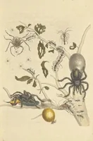 An illustration from Metamorphosis insectorum surinamensium. Ofte verandering der Surinaamsche insecten. Waar in de Surinaamsche rupsen en wormen met alle des zelfs veranderingen na het leven afgebeeld en beschreeven worden, zynde elk geplaast op die gewassen, bloemen en vruchten, daar sy op gevonden zyn; waar in ook de generatie der kikvorschen, wonderbaare padden, hagedissen, slangen, spinnen en mieren werden vertoond en beschreeven, alles in America na het leven en levensgroote geschildert en beschreeven (1705)