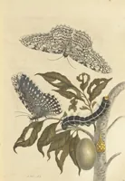 An illustration from Metamorphosis insectorum surinamensium. Ofte verandering der Surinaamsche insecten. Waar in de Surinaamsche rupsen en wormen met alle des zelfs veranderingen na het leven afgebeeld en beschreeven worden, zynde elk geplaast op die gewassen, bloemen en vruchten, daar sy op gevonden zyn; waar in ook de generatie der kikvorschen, wonderbaare padden, hagedissen, slangen, spinnen en mieren werden vertoond en beschreeven, alles in America na het leven en levensgroote geschildert en beschreeven (1705)