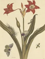 An illustration from Metamorphosis insectorum surinamensium. Ofte verandering der Surinaamsche insecten. Waar in de Surinaamsche rupsen en wormen met alle des zelfs veranderingen na het leven afgebeeld en beschreeven worden, zynde elk geplaast op die gewassen, bloemen en vruchten, daar sy op gevonden zyn; waar in ook de generatie der kikvorschen, wonderbaare padden, hagedissen, slangen, spinnen en mieren werden vertoond en beschreeven, alles in America na het leven en levensgroote geschildert en beschreeven (1705)