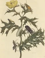 An illustration from Metamorphosis insectorum surinamensium. Ofte verandering der Surinaamsche insecten. Waar in de Surinaamsche rupsen en wormen met alle des zelfs veranderingen na het leven afgebeeld en beschreeven worden, zynde elk geplaast op die gewassen, bloemen en vruchten, daar sy op gevonden zyn; waar in ook de generatie der kikvorschen, wonderbaare padden, hagedissen, slangen, spinnen en mieren werden vertoond en beschreeven, alles in America na het leven en levensgroote geschildert en beschreeven (1705)
