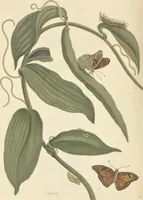 An illustration from Metamorphosis insectorum surinamensium. Ofte verandering der Surinaamsche insecten. Waar in de Surinaamsche rupsen en wormen met alle des zelfs veranderingen na het leven afgebeeld en beschreeven worden, zynde elk geplaast op die gewassen, bloemen en vruchten, daar sy op gevonden zyn; waar in ook de generatie der kikvorschen, wonderbaare padden, hagedissen, slangen, spinnen en mieren werden vertoond en beschreeven, alles in America na het leven en levensgroote geschildert en beschreeven (1705)
