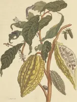 An illustration from Metamorphosis insectorum surinamensium. Ofte verandering der Surinaamsche insecten. Waar in de Surinaamsche rupsen en wormen met alle des zelfs veranderingen na het leven afgebeeld en beschreeven worden, zynde elk geplaast op die gewassen, bloemen en vruchten, daar sy op gevonden zyn; waar in ook de generatie der kikvorschen, wonderbaare padden, hagedissen, slangen, spinnen en mieren werden vertoond en beschreeven, alles in America na het leven en levensgroote geschildert en beschreeven (1705)