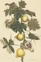 An illustration from Metamorphosis insectorum surinamensium. Ofte verandering der Surinaamsche insecten. Waar in de Surinaamsche rupsen en wormen met alle des zelfs veranderingen na het leven afgebeeld en beschreeven worden, zynde elk geplaast op die gewassen, bloemen en vruchten, daar sy op gevonden zyn; waar in ook de generatie der kikvorschen, wonderbaare padden, hagedissen, slangen, spinnen en mieren werden vertoond en beschreeven, alles in America na het leven en levensgroote geschildert en beschreeven (1705)