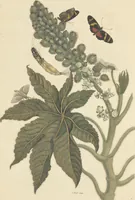 An illustration from Metamorphosis insectorum surinamensium. Ofte verandering der Surinaamsche insecten. Waar in de Surinaamsche rupsen en wormen met alle des zelfs veranderingen na het leven afgebeeld en beschreeven worden, zynde elk geplaast op die gewassen, bloemen en vruchten, daar sy op gevonden zyn; waar in ook de generatie der kikvorschen, wonderbaare padden, hagedissen, slangen, spinnen en mieren werden vertoond en beschreeven, alles in America na het leven en levensgroote geschildert en beschreeven (1705)